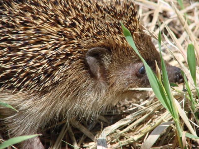 Riccio, Erinaceus europaeus - Castel Fusano (RM)